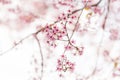 Wild Himalayan Cherry flower (Prunus cerasoides),Giant tiger flo Royalty Free Stock Photo