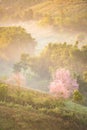 Wild Himalayan Cherry flower (Prunus cerasoides),Giant tiger flo Royalty Free Stock Photo