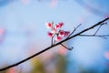 Wild Himalayan Cherry flower (Prunus cerasoides),Giant tiger flo Royalty Free Stock Photo