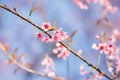 Wild Himalayan Cherry flower (Prunus cerasoides),Giant tiger flo Royalty Free Stock Photo