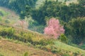 Wild Himalayan Cherry flower (Prunus cerasoides),Giant tiger flo Royalty Free Stock Photo