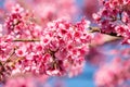 Wild Himalayan Cherry flower (Prunus cerasoides),Giant tiger flo Royalty Free Stock Photo