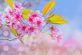 Wild Himalayan Cherry, Cherry flower, Sakura of Thailand, with the bokeh, the beam light, and lens flare effect