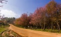 Wild Himalayan Cherry flower(Thailand's sakura or Prunus cerasoides)at Phu Lom Lo mountain, Loei ,Thailand.