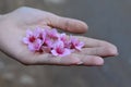 wild himalayan cherry flowers in hand Royalty Free Stock Photo