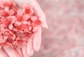 Wild Himalayan Cherry flowers on woman hands