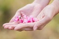 Wild Himalayan Cherry on hands Royalty Free Stock Photo