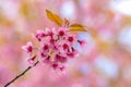 Wild Himalayan Cherry with pink and colorful smooth blur color background Royalty Free Stock Photo