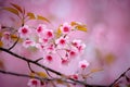 Wild Himalayan Cherry with pink and colorful smooth blur color background Royalty Free Stock Photo