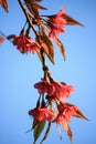 Wild Himalayan cherry (Prunus cerasoides) Royalty Free Stock Photo