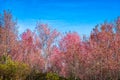 Wild Himalayan Cherry, Prunus cerasoides