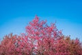 Wild Himalayan Cherry, Prunus cerasoides