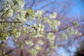 Wild himalayan cherry prunus cerasoides at Khun Wang