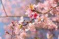 Wild Himalayan Cherry ( Prunus cerasoides ) ( Sakura in Thailand Royalty Free Stock Photo