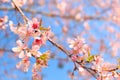 Wild Himalayan Cherry ( Prunus cerasoides ) ( Sakura in Thailand Royalty Free Stock Photo