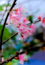 Wild Himalayan Cherry