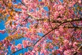 Wild Himalayan Cherry, Prunus cerasoides