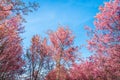 Wild Himalayan Cherry, Prunus cerasoides