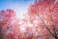 Wild Himalayan Cherry, Prunus cerasoides