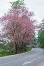 Wild himalayan cherry on romantic road Royalty Free Stock Photo
