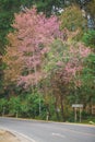 Wild himalayan cherry on romantic road Royalty Free Stock Photo
