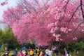 Wild Himalayan Cherry Sakura of Thailand at Khunwang Royal Project Foundation, Chiang Mai