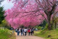 Wild Himalayan Cherry Sakura of Thailand at Khunwang Royal Project Foundation, Chiang Mai