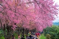 Wild Himalayan Cherry Sakura of Thailand at Khunwang Royal Project Foundation, Chiang Mai