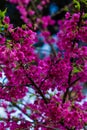 Wild Himalayan Cherry or Sakura , Thailand
