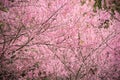 Wild Himalayan Cherry Sakura or Wild Himalayan tree. Beautiful Pink Flowers in north of Thailand