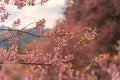 Wild Himalayan Cherry Sakura or Wild Himalayan tree. Beautiful Pink Flowers in north of Thailand