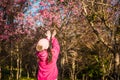 Wild himalayan cherry in sunshine day