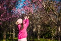 Wild himalayan cherry in sunshine day