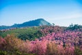 Wild himalayan cherry in sunshine day on top of mountain