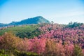 Wild himalayan cherry in sunshine day on top of mountain