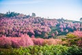 Wild himalayan cherry in sunshine day on top of mountain