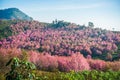 Wild himalayan cherry in sunshine day on top of mountain