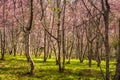 Wild himalayan cherry tree