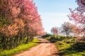 Wild himalayan cherry in sunshine day on top of mountain