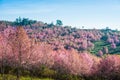 Wild himalayan cherry in sunshine day on top of mountain