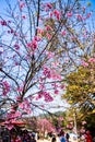 Wild Himalayan cherry or Thai style sakura flower