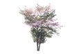 Wild himalayan cherry on tree isolated