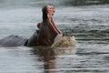 Wild Hippo in African river water hippopotamus Hippopotamus amphibius Royalty Free Stock Photo