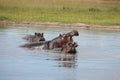 Wild Hippo in African river water hippopotamus Hippopotamus amphibius Royalty Free Stock Photo