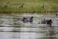 Wild Hippo in African river water hippopotamus Hippopotamus amphibius Royalty Free Stock Photo