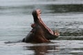 Wild Hippo in African river water hippopotamus Hippopotamus amphibius Royalty Free Stock Photo