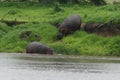 Wild Hippo in African river water hippopotamus Hippopotamus amphibius Royalty Free Stock Photo