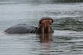 Wild Hippo in African river water hippopotamus Hippopotamus amphibius Royalty Free Stock Photo