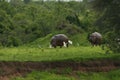 Wild Hippo in African river water hippopotamus Hippopotamus amphibius Royalty Free Stock Photo