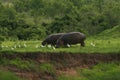 Wild Hippo in African river water hippopotamus Hippopotamus amphibius Royalty Free Stock Photo